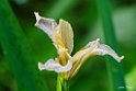 Iris selvatico2
